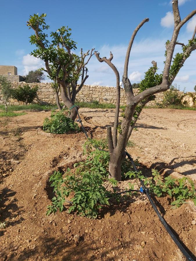 فيلا Birżebbuġaفي Four Winds Farmhouse المظهر الخارجي الصورة